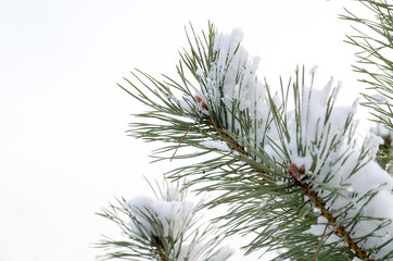 pine tree branch covered with snow