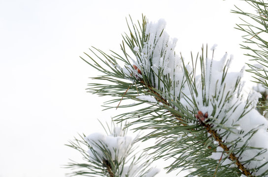 Pine Tree Branch Covered With Snow