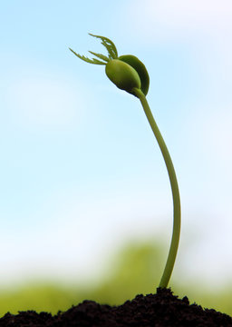 Birth of a neem plant