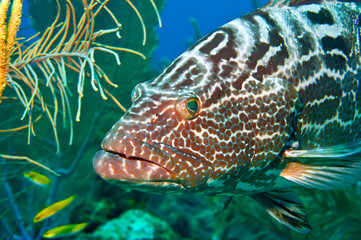 tiger grouper