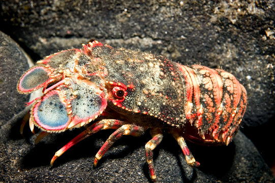 Shovel-nosed Lobster