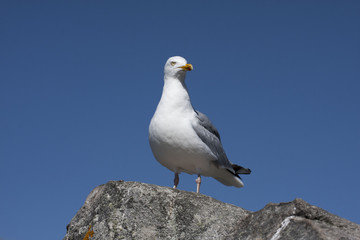 Mouette