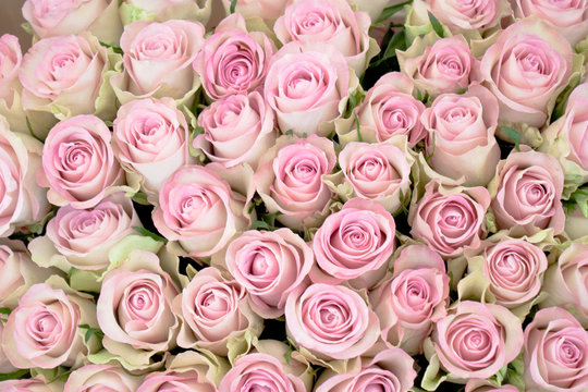 close-up of a bouquet of pink roses