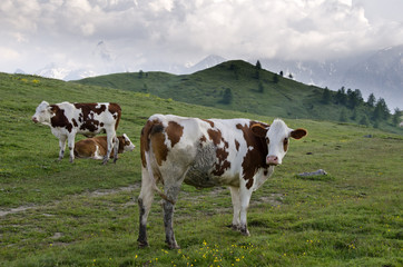 Fototapeta na wymiar Grazing cows