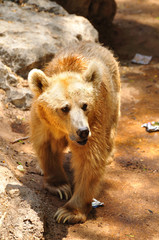 Brown bear in safari park. Central Israel.