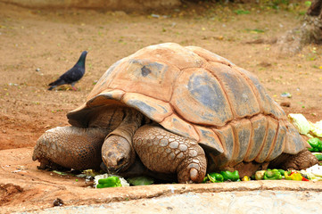 Giant turtle eating vegetables. Safari park. Israel.