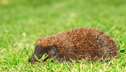 Hedgehog in the green grass
