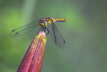 Dragonfly yellow (S. flaveolum).