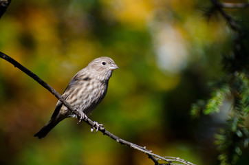 House Finch Perched in Autumn