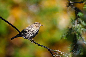 Pine Siskin Perched in Autumn