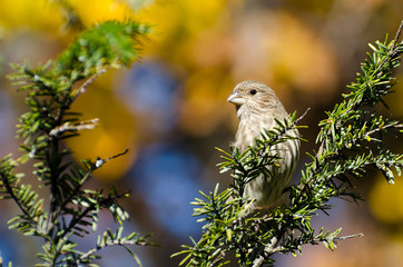 House Finch Perched in Autumn