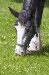 Fotobehang Grasendes Pferd © Melanie King-Braun