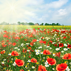 Blumenwiese mit Mohn