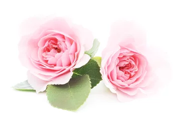 Poster de jardin Roses roses roses