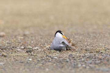 コアジサシの子育て