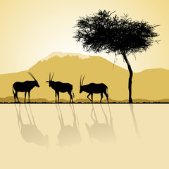 Fototapeta na wymiar African landscape flora and fauna in sunset time with antelopes.