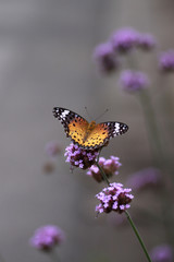 タテアゲアハとヤナギハナガサ