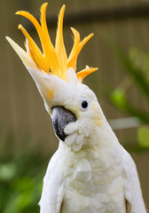 Portrait of Sulphur Crested Cockatoo (Cacatua galerita)