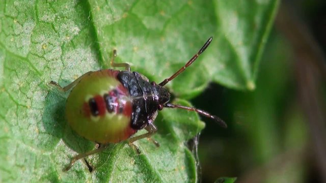 Insect macro: Pentatomidae beetle shield bug sits in green leaf 