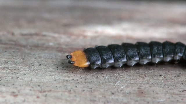 Black Carabus Monilis larva with a yellow imitation head on the tail, remind Black Scolopendra, Macro insect 