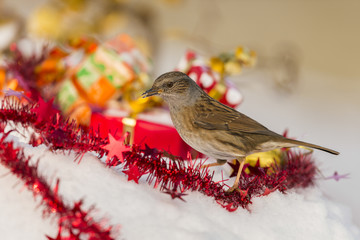 Accenteur mouchet (Prunella modularis - Dunnock)
