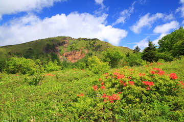 Fototapeta na wymiar Japanese azalea and Mt. Nekodake, Nagano, Japan