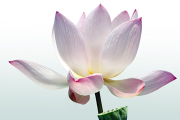 Fototapeta na wymiar Kwiat lotosu