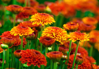 Colorful autumnal chrysanthemum - obrazy, fototapety, plakaty
