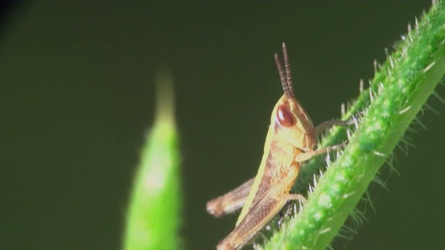 Insect Macro: Grasshopper Melanoplus Differential Sitting On Green Lief