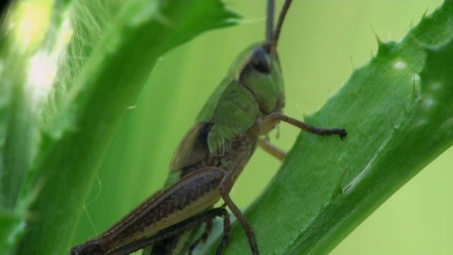 Insect Macro: Grasshopper Melanoplus Differential Sitting On Green Lief
