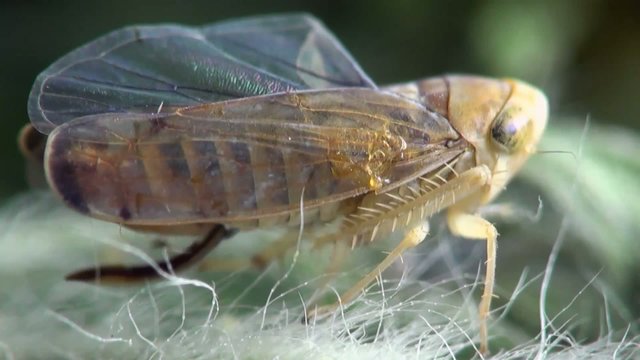 Second Instar Smal Grasshopper Beetle Macro Insect