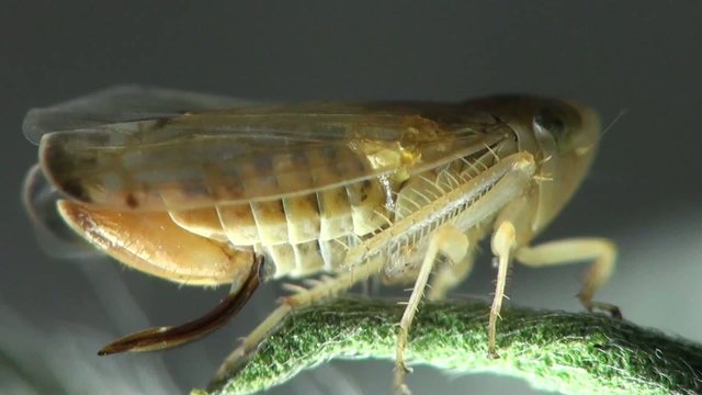 Second Instar Smal Grasshopper Beetle Macro Insect