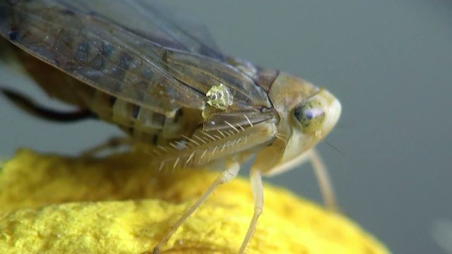 Second Instar Smal Grasshopper Beetle Macro Insect