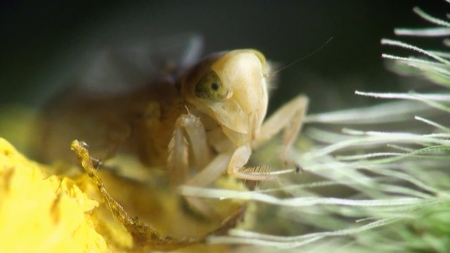 Second Instar Smal Grasshopper Beetle Macro Insect
