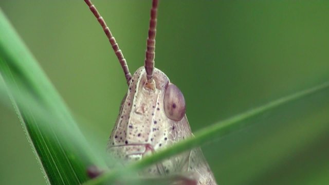 Insect Macro: Grasshopper Melanoplus Differential Sitting On Green Lief