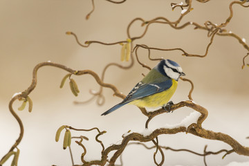 Mésange bleue -Cyanistes caeruleus - Eurasian Blue Tit