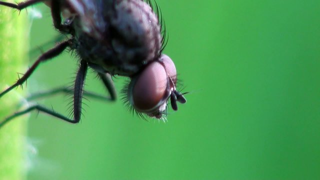 Family Sciomyzidae belongs to typical flies (Brachycera) of order Diptera