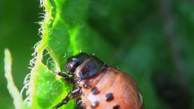 Insect Larvae macro: Second Instar Colorado Potato Beetle Agriculture Pest