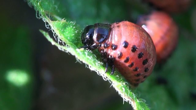Insect Larvae macro: Second Instar Colorado Potato Beetle Agriculture Pest
