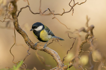 Mésange charbonnière - Parus major - Great Tit