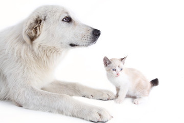 white dog with white little cat
