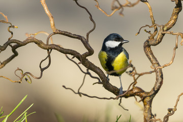Naklejka premium Mésange charbonnière - Parus major - Great Tit