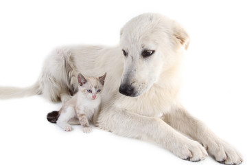 cane bianco con gattino