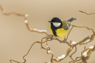 Obraz premium Mésange charbonnière - Parus major - Great Tit