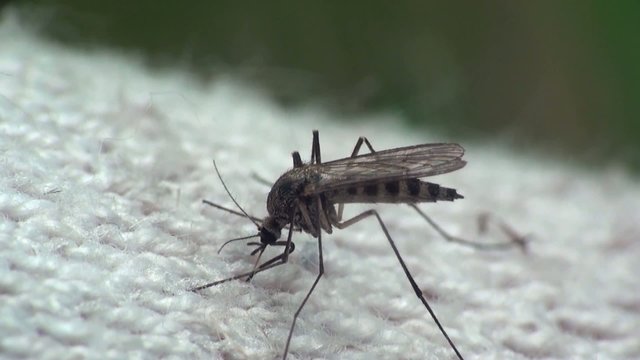 Animal insect mosquito sitting macro, South Ukraine Evrope, field, forest, meadow