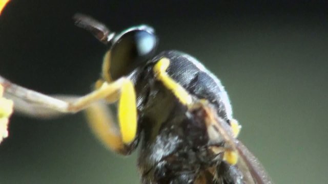 Macro Insect: Temnostomina Fly with big black eyes fell into the pitch of a pine tree, amber