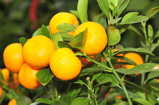 Ripe oranges hanging in a tree