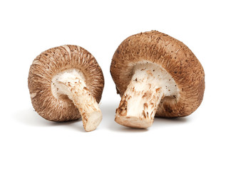 Mushrooms isolated on white background