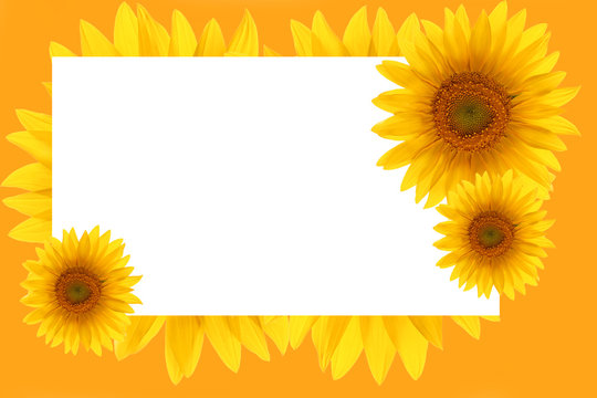 card sunflower frame flower backgrounds