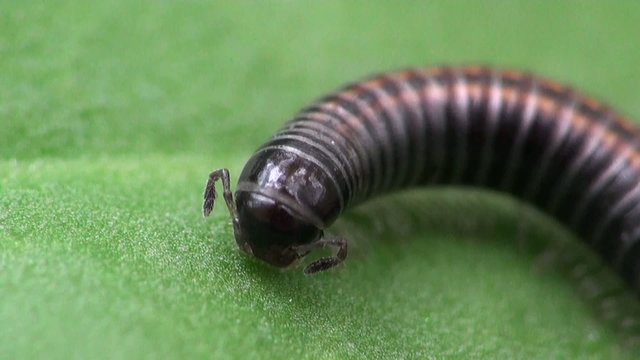  Insect Macro; Caterpillar Myriapoda in a hard chitinous shell similar to a scolopendra